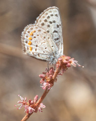 Euphilotes enoptes tildeni