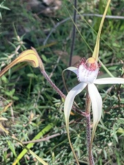 Caladenia venusta