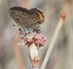 Euphilotes enoptes tildeni