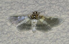 Apilocrocis brumalis