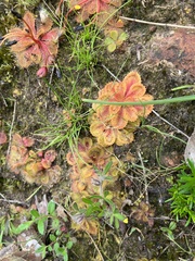 Drosera whittakeri