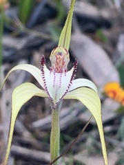 Caladenia venusta