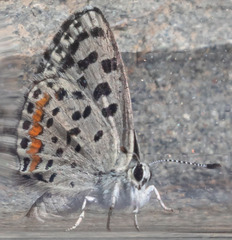 Euphilotes enoptes tildeni