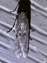Phycitodes reliquellum