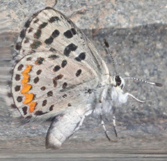 Euphilotes enoptes tildeni