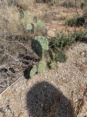 Opuntia gilvescens