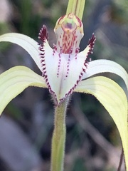 Caladenia venusta