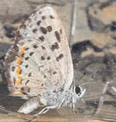 Euphilotes enoptes tildeni