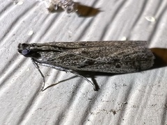 Phycitodes reliquellum