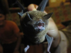 Pteronotus parnellii