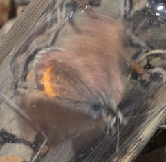 Euphilotes enoptes tildeni