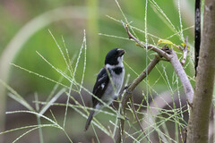 Sporophila americana
