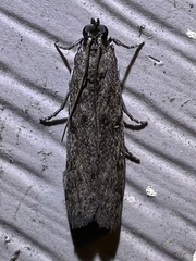 Phycitodes reliquellum