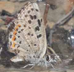 Euphilotes enoptes tildeni