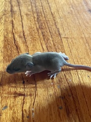 Rattus norvegicus