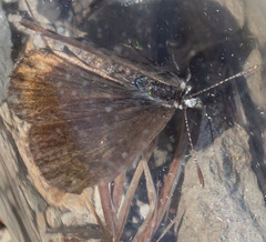 Euphilotes enoptes tildeni