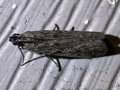 Phycitodes reliquellum