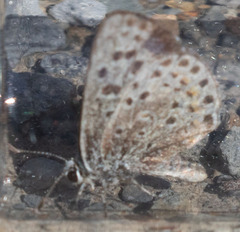 Euphilotes enoptes tildeni