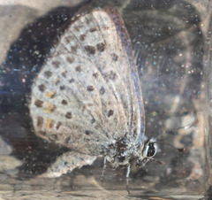 Euphilotes enoptes tildeni