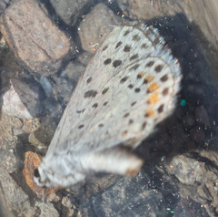 Euphilotes enoptes tildeni