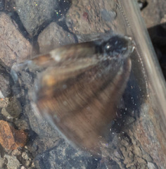 Euphilotes enoptes tildeni