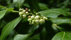 Lyonia ligustrina
