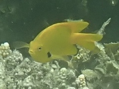 Pomacentrus sulfureus