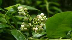 Lyonia ligustrina