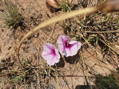 Ipomoea bolusiana