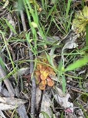 Drosera whittakeri