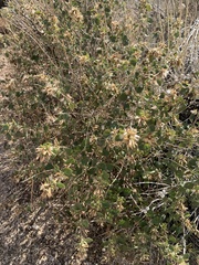 Brickellia californica