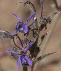 Trichostema