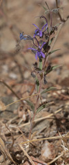Trichostema