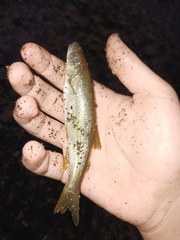 Ptychocheilus oregonensis