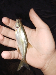 Richardsonius balteatus