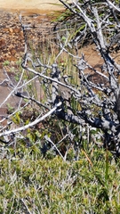 Gliciphila melanops