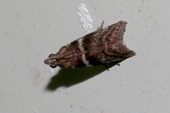 Cryptoblabes plagioleuca