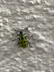 Diabrotica undecimpunctata