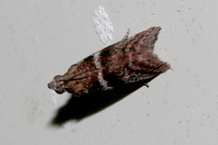 Cryptoblabes plagioleuca