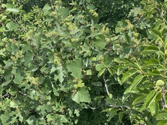 Ampelopsis humulifolia