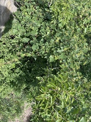 Ampelopsis humulifolia