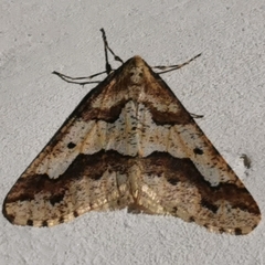 Erannis defoliaria