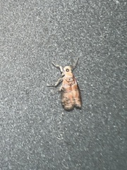 Sciota rubrisparsella