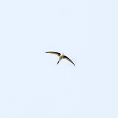 Cypsiurus balasiensis