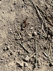 Formica pallidefulva