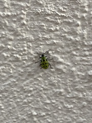 Diabrotica undecimpunctata