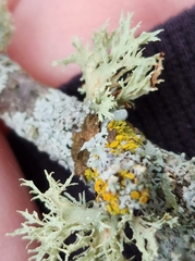 Ramalina americana