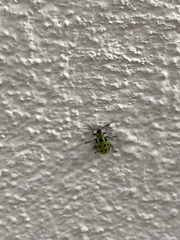 Diabrotica undecimpunctata