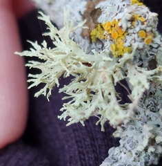 Ramalina americana