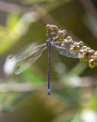 Archilestes californicus